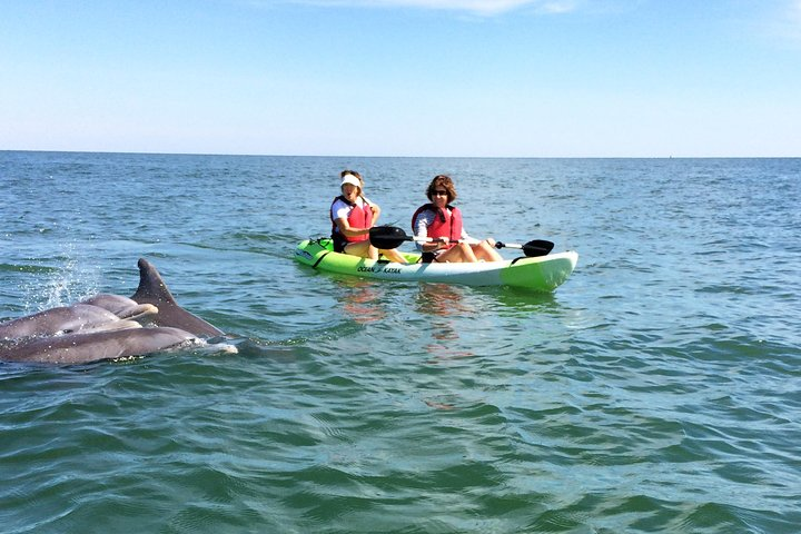 Family of Dolphins Saying Hello to our Kayakers 